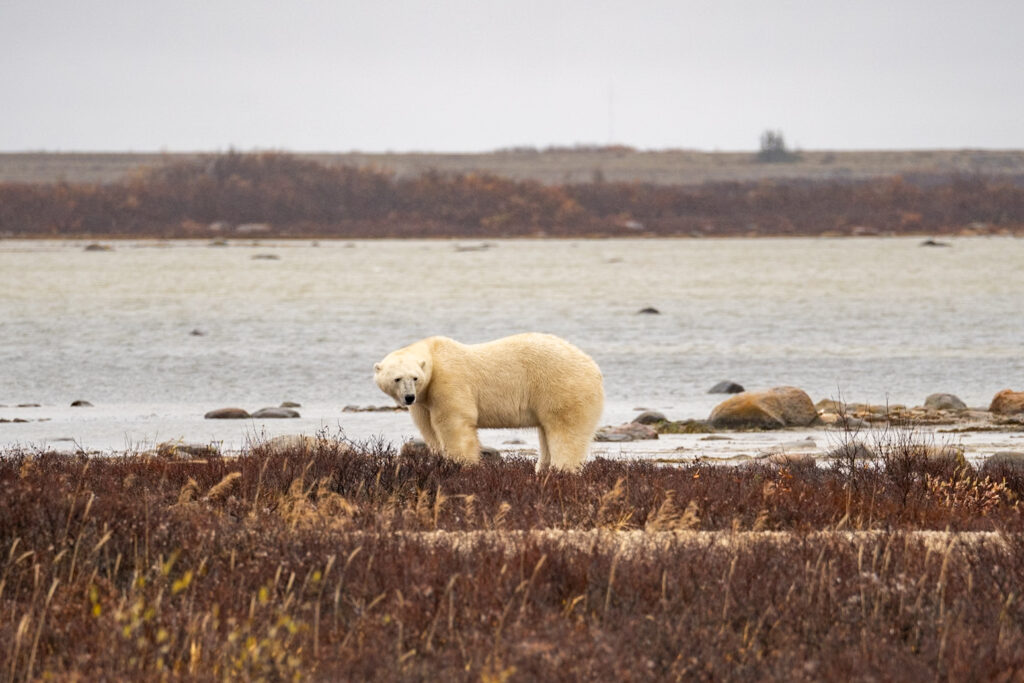 Manitoba has the largest polar bear population in the world and it needs to be number 1 on your Canadian bucket list