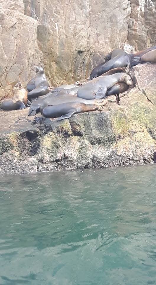 Sea Lions are only one of the wildlife that you'll encounter when on a day trip from Cabo San Lucas