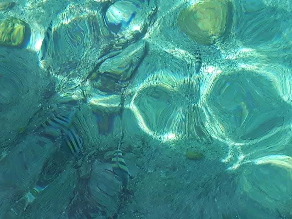 The fish you could see when swimming the rocky shoreline in Bonaire.  The water is crystal clear