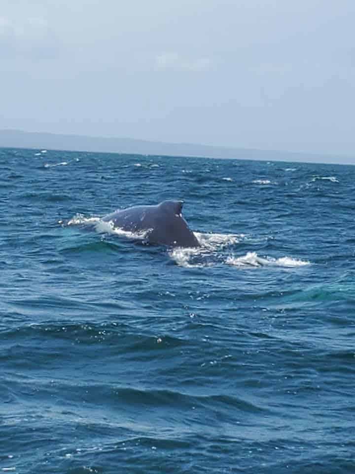 It was so fun watching the whales breaching