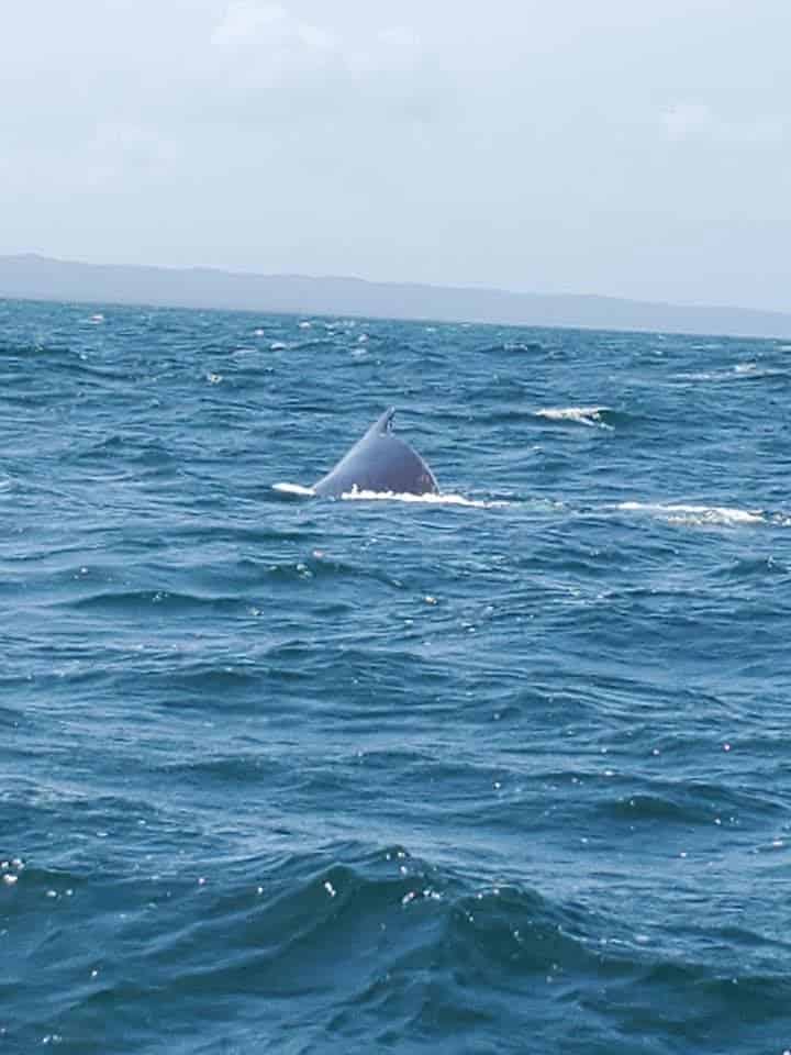 a whale dipping back into the water in the Bay with mountains surrounding the view
