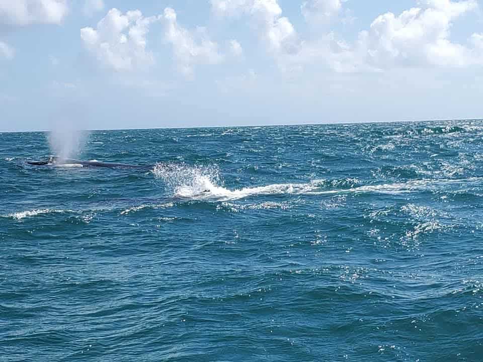 If you are planning on taking a whale watching excursion, then the town of Samana is the best area to stay