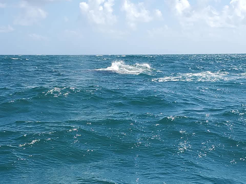 a whale slapping the coal blue water in the Samana Bay in the Dominican Republic
