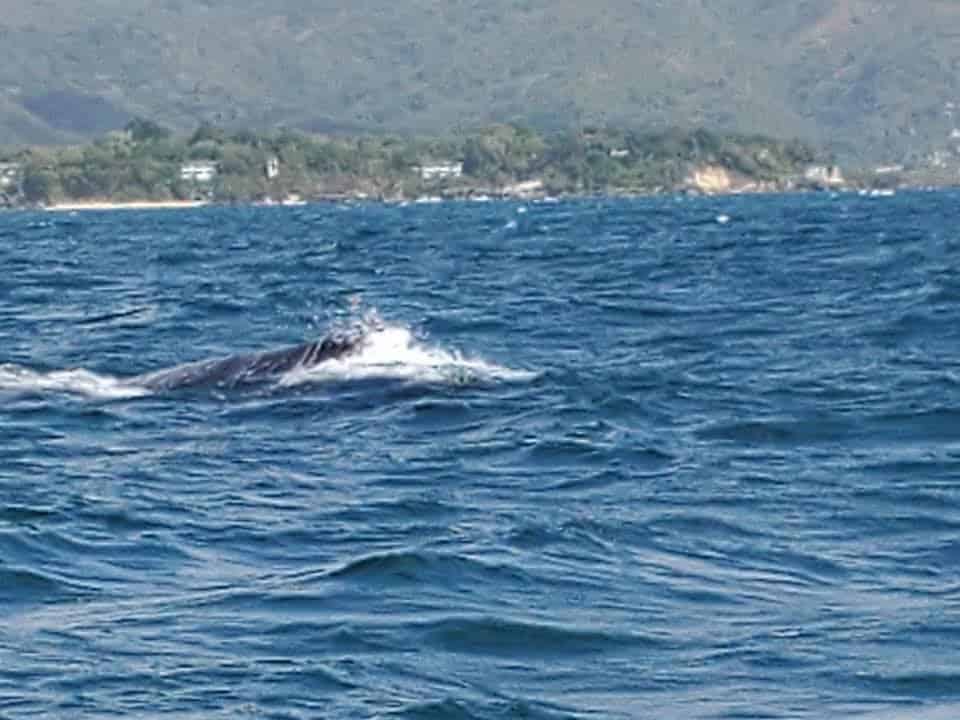 a beautiful view watching the whale dive into the water with the mountains and town of Samana in the background