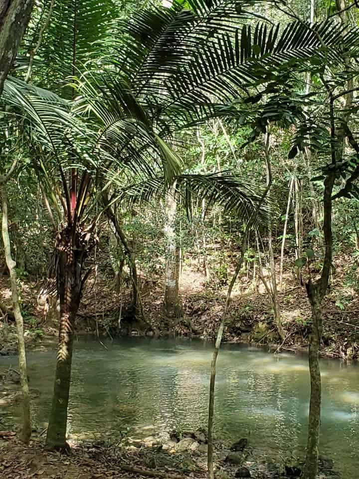 horseback riding through the jungle to get to Cascade Limon, a beautiful waterfall in Samana